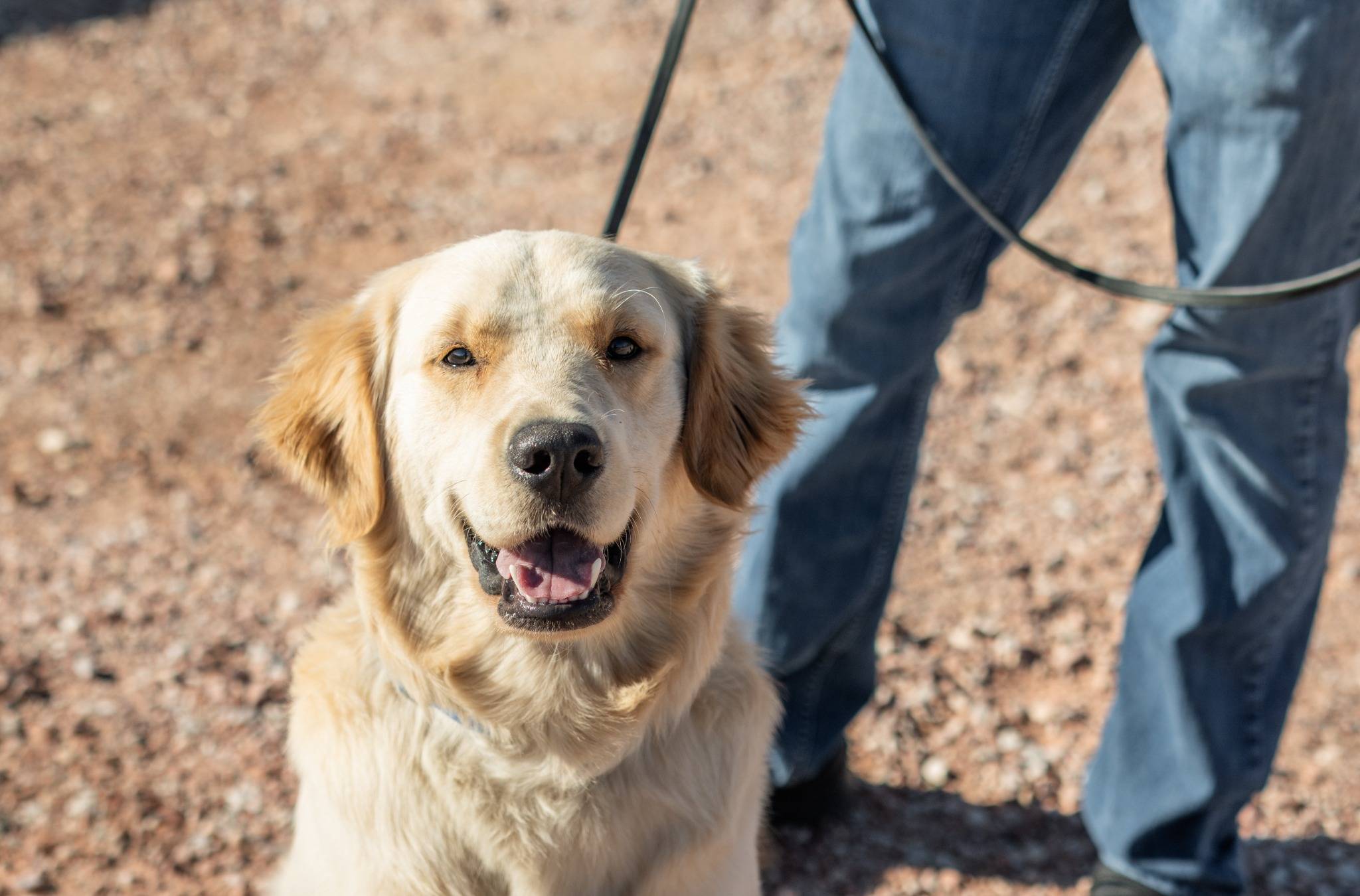 Board & Train Program training image 1